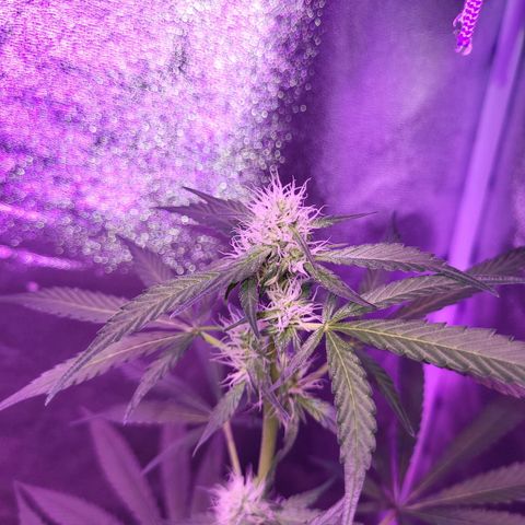 Chocolope  growlog timeline photo