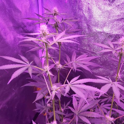 Chocolope  growlog timeline photo
