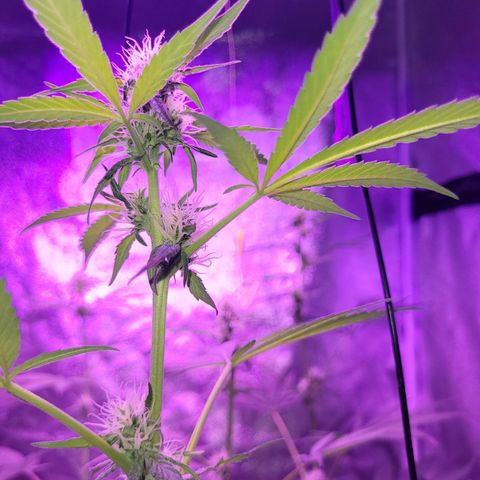 Chocolope  growlog timeline photo
