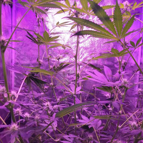 Chocolope  growlog timeline photo