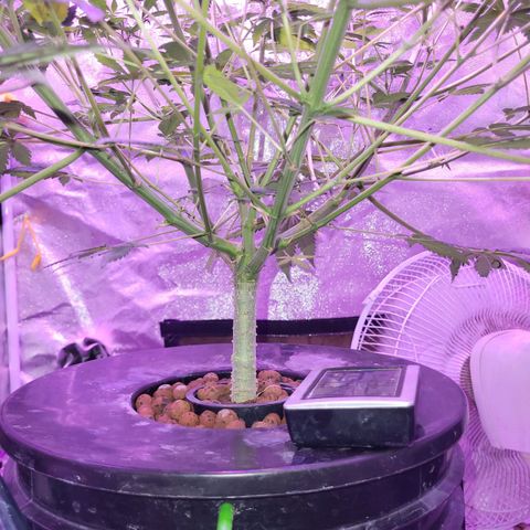 Chocolope  growlog timeline photo