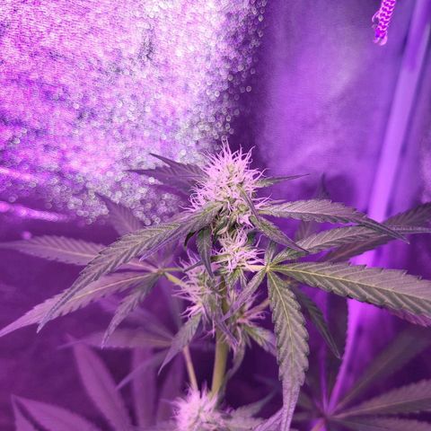 Chocolope  growlog timeline photo