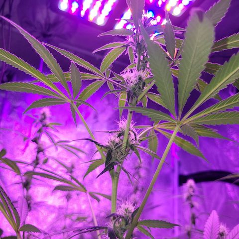 Chocolope  growlog timeline photo