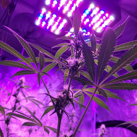 Chocolope  growlog timeline photo