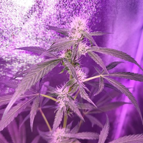 Chocolope  growlog timeline photo