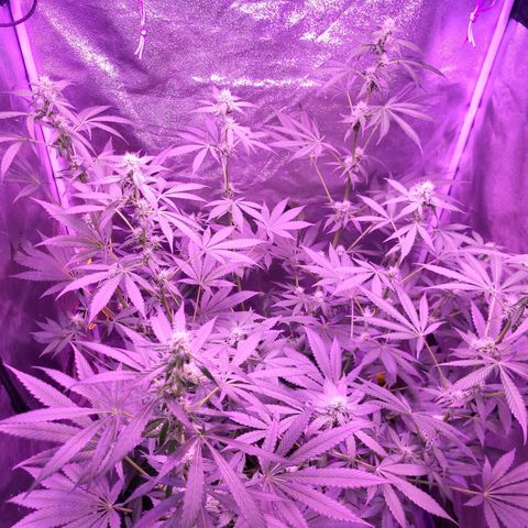 Chocolope  growlog timeline photo