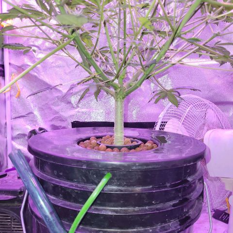 Chocolope  growlog timeline photo