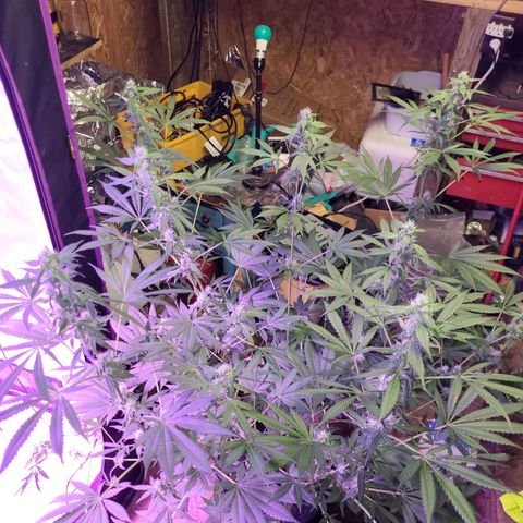 Chocolope  growlog timeline photo