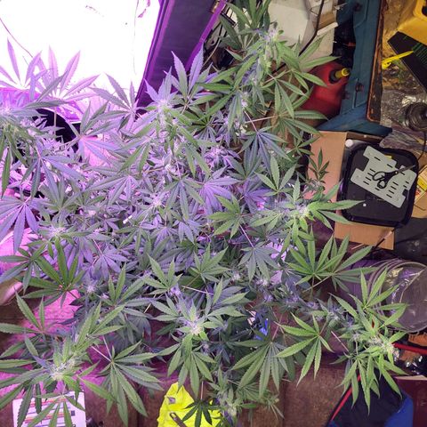 Chocolope  growlog timeline photo