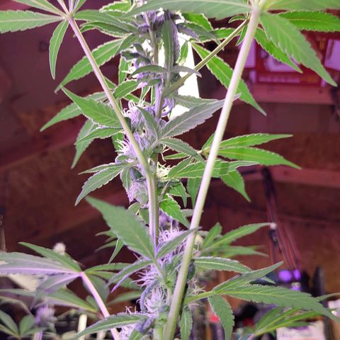 Chocolope  growlog timeline photo