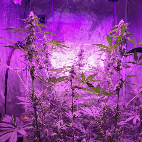 Chocolope  growlog timeline photo