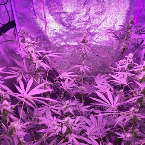 Chocolope  growlog timeline photo