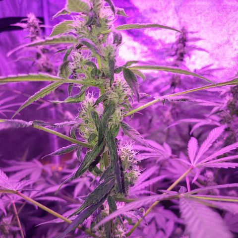 Chocolope  growlog timeline photo