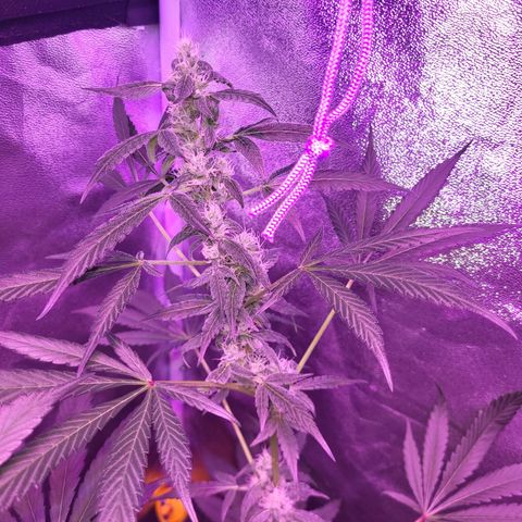 Chocolope  growlog timeline photo
