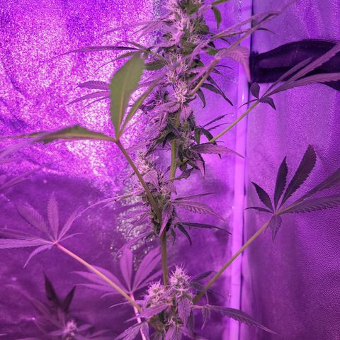 Chocolope  growlog timeline photo