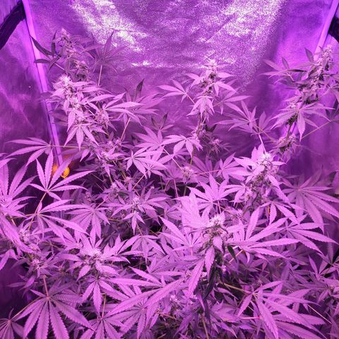 Chocolope  growlog timeline photo