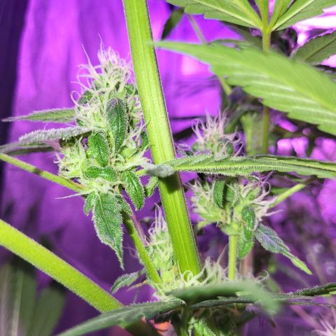 Chocolope  growlog timeline photo