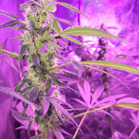 Chocolope  growlog timeline photo