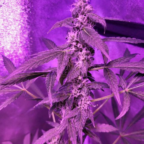 Chocolope  growlog timeline photo