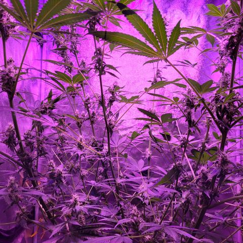 Chocolope  growlog timeline photo