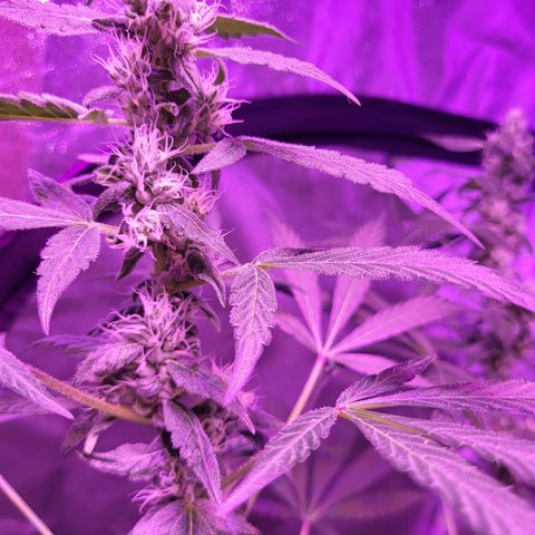 Chocolope  growlog timeline photo