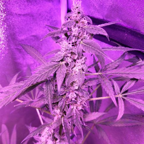 Chocolope  growlog timeline photo