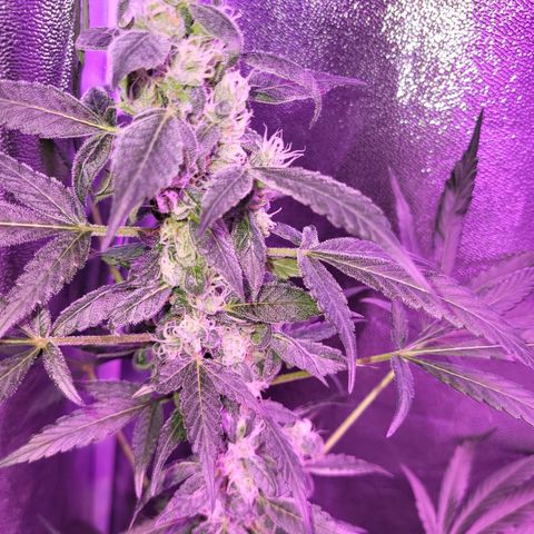 Chocolope  growlog timeline photo