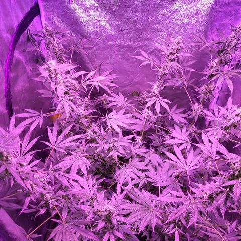 Chocolope  growlog timeline photo