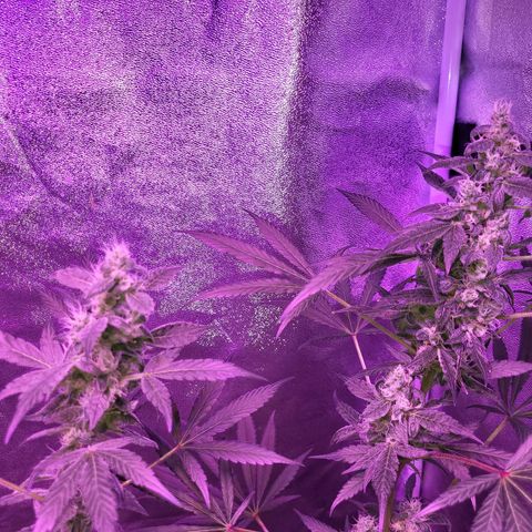 Chocolope  growlog timeline photo