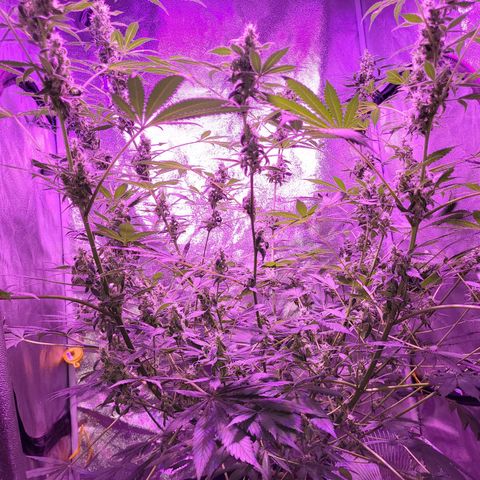 Chocolope  growlog timeline photo