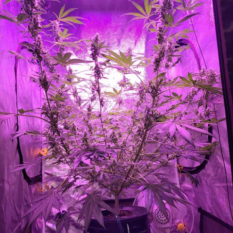 Chocolope  growlog timeline photo