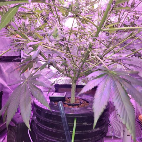 Chocolope  growlog timeline photo