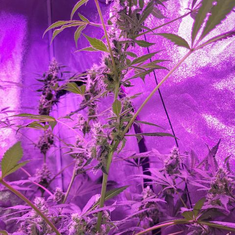 Chocolope  growlog timeline photo