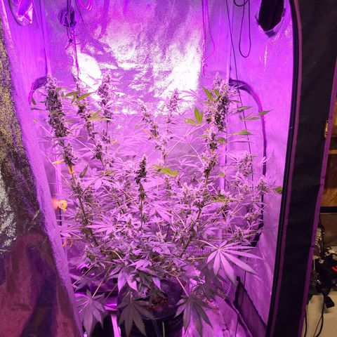 Chocolope  growlog timeline photo