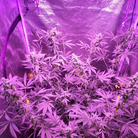 Chocolope  growlog timeline photo