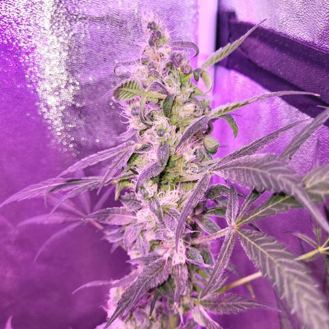 Chocolope  growlog timeline photo