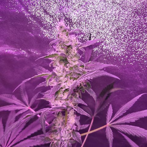 Chocolope  growlog timeline photo