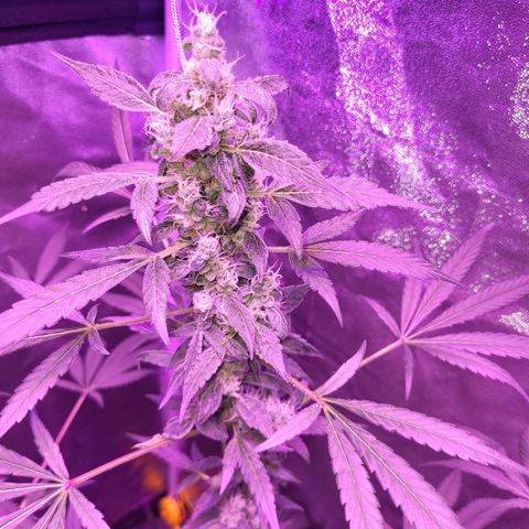 Chocolope  growlog timeline photo