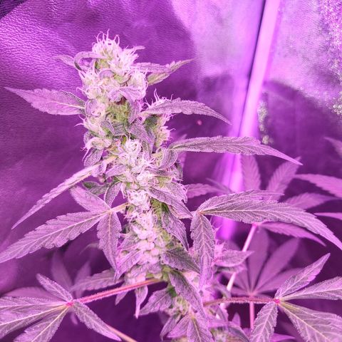 Chocolope  growlog timeline photo