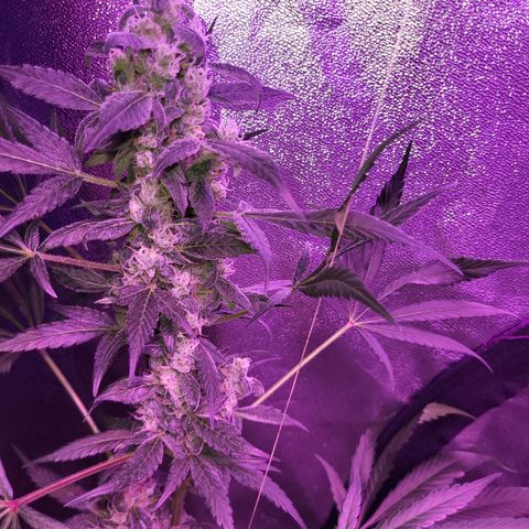 Chocolope  growlog timeline photo