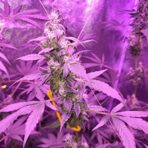 Chocolope  growlog timeline photo