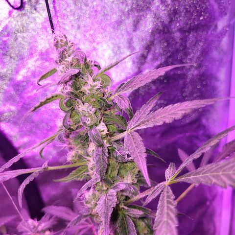 Chocolope  growlog timeline photo