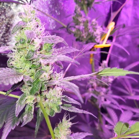 Chocolope  growlog timeline photo