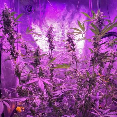 Chocolope  growlog timeline photo