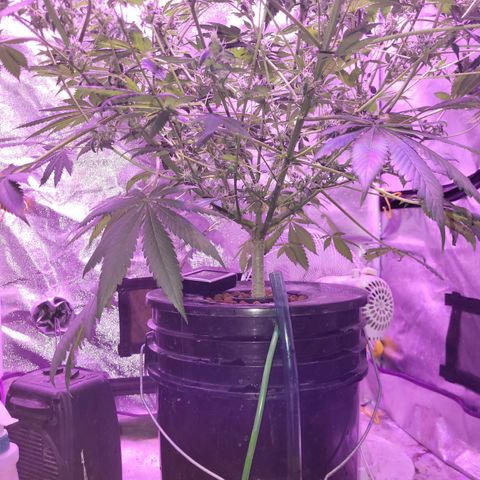 Chocolope  growlog timeline photo
