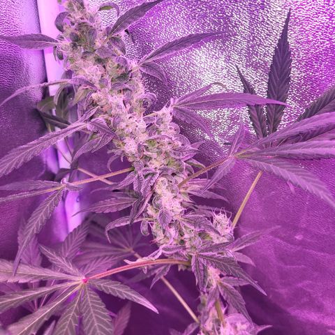 Chocolope  growlog timeline photo