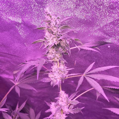 Chocolope  growlog timeline photo