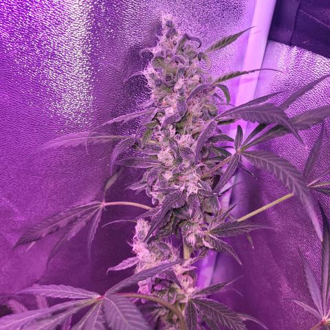 Chocolope  growlog timeline photo