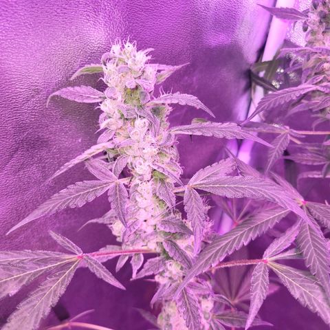 Chocolope  growlog timeline photo