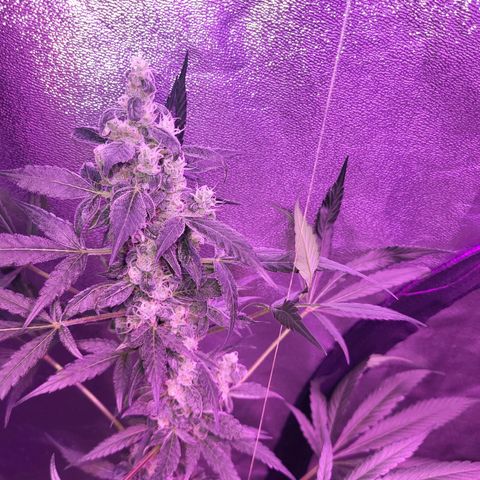 Chocolope  growlog timeline photo
